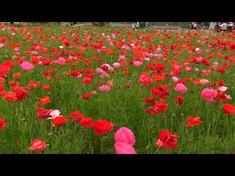 130万本のポピーの花 Miyagi Japan 1.3 million Poppy Flowers Festival in Michinoku Park みちのく杜の湖畔公園 宮城観光