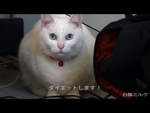 デブ猫 もふもふかわいい The cat is fat and now I need to go on a diet. 太ったねこ Cute Animal Videos 白猫 面白猫