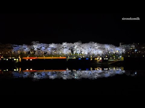 白石川堤一目千本桜 4K Miyagi Japan Day &amp; Night Cherry Blossoms | Hitome Senbon Sakura 宮城 桜名所 春の絶景 東北観光