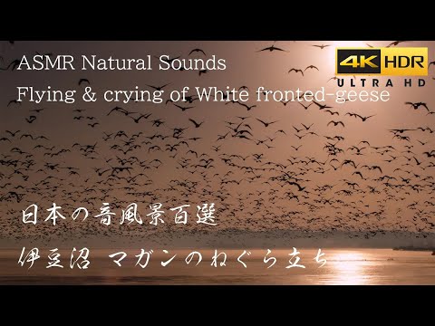 伊豆沼の冬の風景と野鳥 4K HDR Japan Amazing Nature | Migratory Birds Take flight in Izunuma マガンの一斉飛び立ち