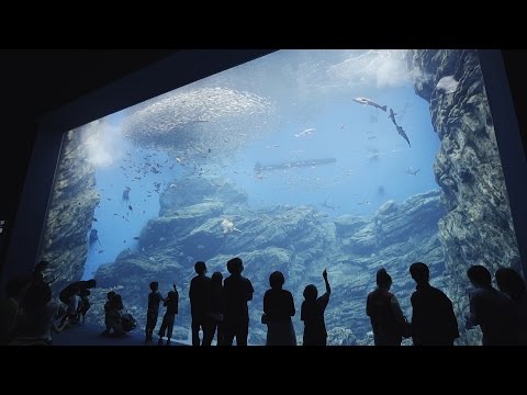 仙台うみの杜水族館 Japan Travel | Sendai Umi no mori Aquarium 宮城観光 東北旅行 Tohoku vlog 観光名所 テーマパーク