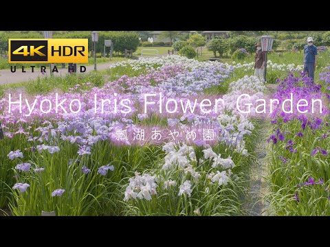 4K HDR 花名所 瓢湖あやめ園 Japan Iris Flower garden - Travel to Niigata hyoko Ayame-en 新潟観光 初夏の風景