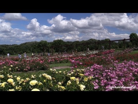 やくらいガーデンの薔薇風景 Beautiful Rose Flowers Garden of Yakurai | Travel Miyagi Japan 宮城花の名所 東北観光