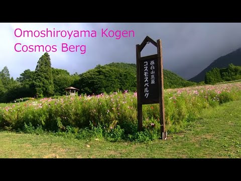 面白山高原コスモスベルグ 1 million flowers bloom mountain | Omoshiroyama Cosmosberg Yamagata Japan 山形観光 花の名所