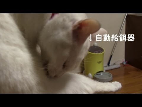 ペット用品 自動給餌器 Useful pet goods, Dog&amp;Cat food Automatic feeder LUSMO 留守中にペットに餌やり 便利グッズ