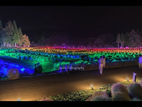 4K みちのく公園 - Kochia Fantastic Light Up, Michinoku Park in Miyagi Japan コキア ライトアップ「コキアカリ」