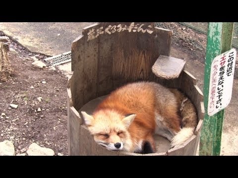 宮城蔵王キツネ村 Zao Kitsune Mura | Fox Village | Zoo in Miyagi Japan | Cute Animal Videos 子ぎつねヘレンの故郷 狐の動物園
