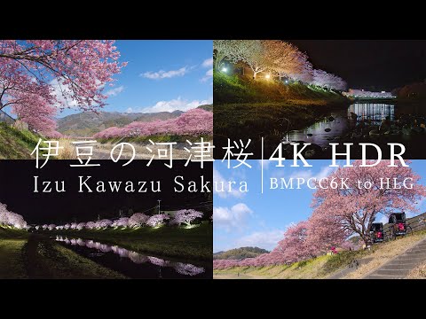 静岡伊豆・河津桜 Kawazu Sakura | Cherry Blossoms Bloom in Shizuoka Japan - 4K HDR BMPCC6K