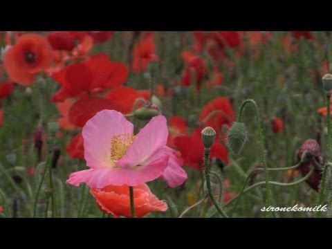 ポピーの花の名所 Poppy Flower Garden, Miyagi Japan みちのく湖畔公園 Michinoku Park 東北の観光地 Tohoku Travel