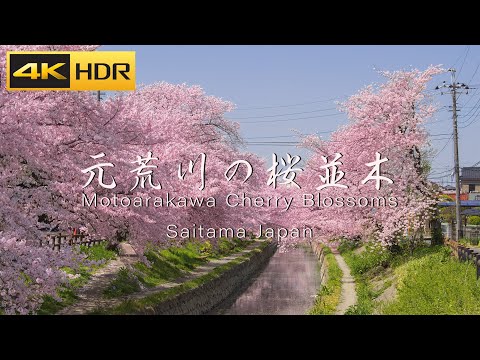 埼玉桜名所 元荒川の桜並木 Japan Sakura | Saitama Motoarakawa Cherry blossoms - 4K HDR