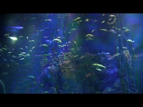 男鹿水族館GAO | Oga Aquarium | Famous Tourist attraction in Oga City Akita Japan 秋田県男鹿市の観光名所 迫力ある大水槽