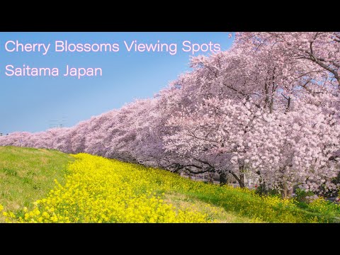 埼玉の桜名所 5K Saitama japan Cherry blossoms Hanami spots, kumagaya Motoarakawa 元荒川の桜並木 熊谷桜堤
