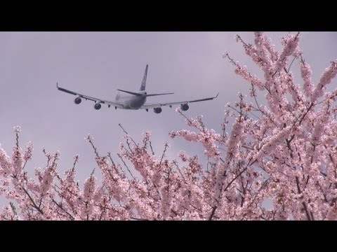 さくらの山公園 Polar Air Cargo Boeing 747-47UF Take off, Tokyo Narita International Airport 成田国際空港