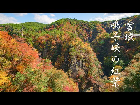 6K 鳴子峡の紅葉 Tohoku Japan Best Beautiful Autumn Leaves of Naruko-Kyo Gorde(Miyagi) 秋の風景 宮城観光