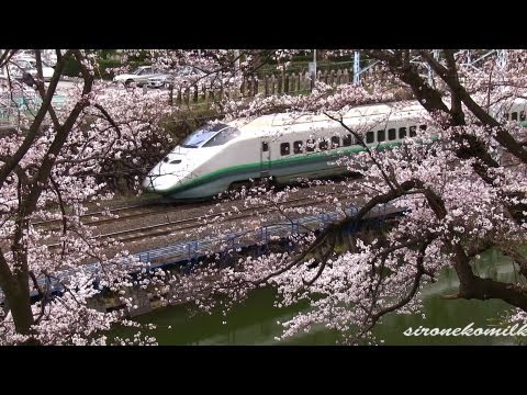 山形城 桜と新幹線 Japan Cherry Blossoms and Shinkansen Viewing | 霞城公園 Kajo Park Yamagata castle 桜の名所 東北旅行