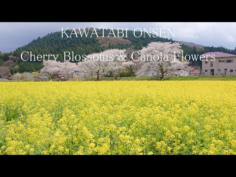 鳴子川渡温泉の風景 桜と菜の花 Japan 6K | Cherry Blossom and Canola Flower | Landscape of Naruko Kawatabi Onsen 宮城