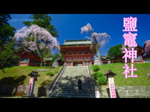 鹽竈神社の桜 Tohoku Japan 4K Shiogama Shrine Cherry blossoms | Erhu music 天然記念物 鹽竈桜の名所 春の宮城観光
