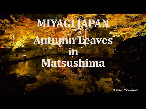 円通院庭園 紅葉ライトアップ 4K Japan Matsushima Entsū-in Garden Autumn Leaves Lit Up 日本三景松島 秋の風景 miyagi Travel