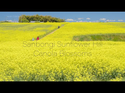 三本木ひまわりの丘 菜の花 Japan 6K Canola blossoms in Sanbongi Sunflower hill 黄色い絨毯のように200万本の菜の花が咲く風景 Miyagi