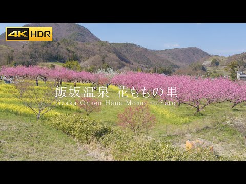 飯坂温泉の桃源郷 花ももの里 Hana Peach Village | Flower view in Iizaka onsen Fukushima Japan - 4K HDR