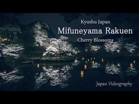 4K 御船山楽園の夜桜 Saga Japan | Beauty of Night Cherry Blossoms at Mifuneyama Garden 佐賀武雄温泉 花まつり