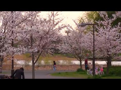 東京舎人公園千本桜まつり Japan Tokyo Toneri Park Cherry Blossoms Sakura festival 関東桜名所 都会のオアシスの風景