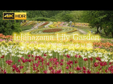 4K HDR 絶景！百合の花の名所 | Japan Beautiful lily flower garden in Ichihasama 一迫ゆり園の風景 宮城観光 travel