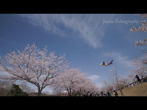 4K 成田国際空港 桜と飛行機 Cherry Blossoms &amp; Plane Spotting at Tokyo Narita Int&#039;l Airport Japan 離着陸風景 旅客機
