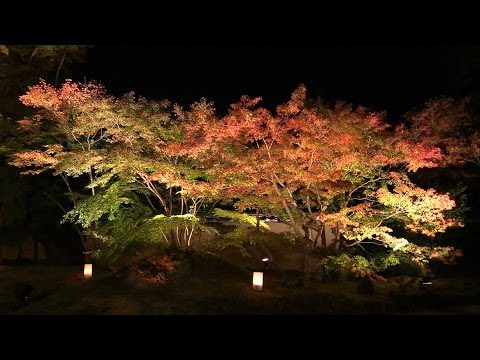 松島円通院 紅葉ライトアップ Japan Autumn Leaves Garden Light Up | Matsushima Entsuin Temple 日本三景 綺麗な風景