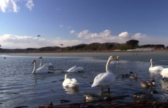 野鳥の飛来地 伊豆沼・内沼 冬の風景 | 宮城県登米市