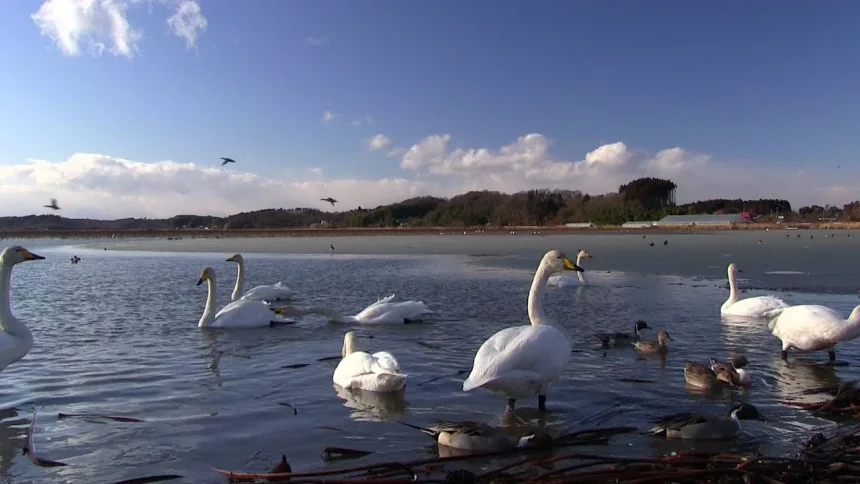野鳥の飛来地 伊豆沼・内沼 冬の風景 | 宮城県登米市