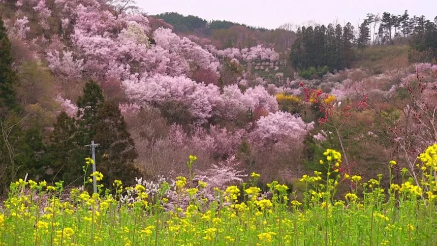福島の桃源郷 花見山公園の絶景 | 福島県福島市