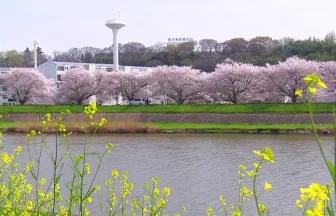 土浦の春の風景 桜川畔の美しい桜並木 | 茨城県土浦市