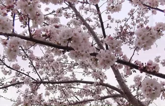 舎人公園千本桜まつり 東京の春の風景 | 東京都足立区