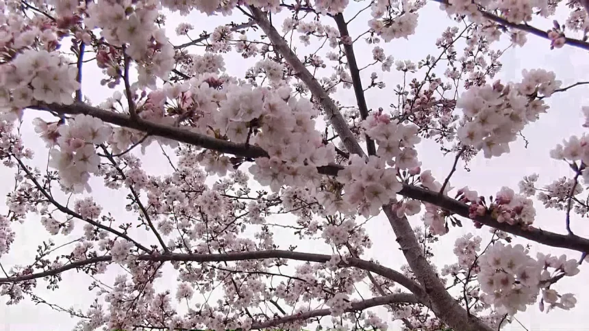 舎人公園千本桜まつり 東京の春の風景 | 東京都足立区