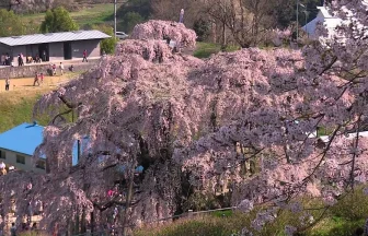 樹齢千年の日本三大桜 三春滝桜の風景 | 福島県三春町