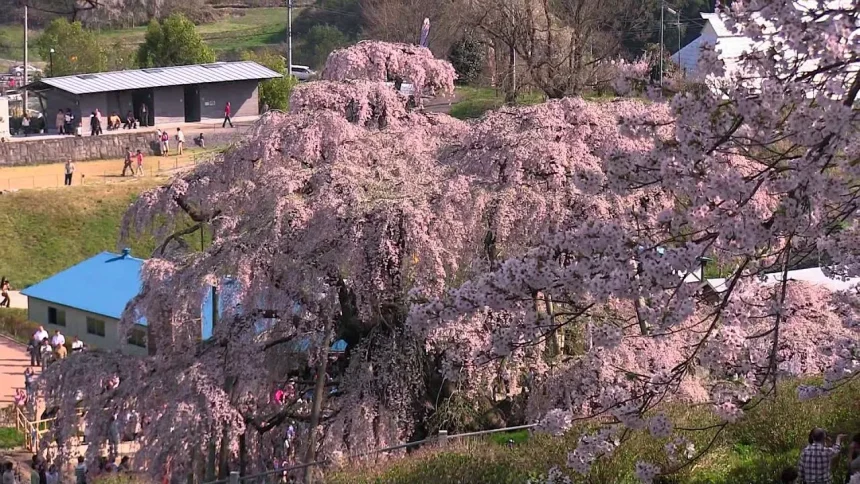 樹齢千年の日本三大桜 三春滝桜の風景 | 福島県三春町