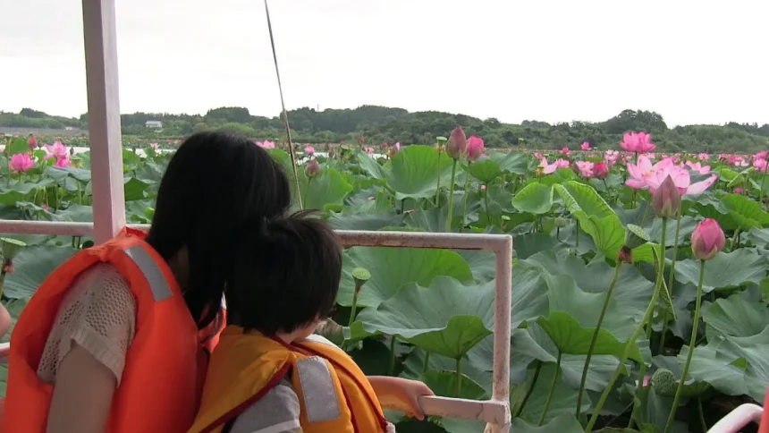 湖上遊覧船で蓮の花を楽しむ長沼はすまつり | 宮城県登米市