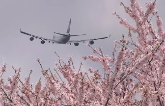 桜満開の成田市さくらの山公園から眺めるポーラーエアカーゴ ボーイング747-400Fの離陸