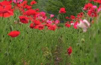 6月の花風景 みちのく杜の湖畔公園 ポピーまつり | 宮城県川崎町