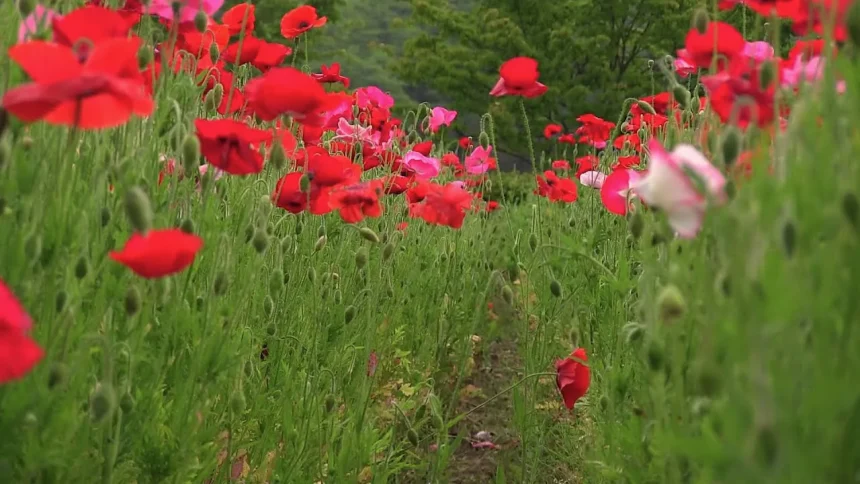 6月の花風景 みちのく杜の湖畔公園 ポピーまつり | 宮城県川崎町