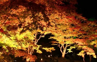 日本三景松島・円通院庭園の紅葉ライトアップ 2012 | 宮城県松島町
