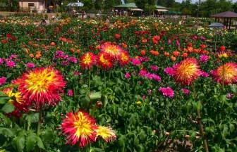 やまがた川西ダリヤ園-10万本のダリアが咲く花の風景 | 山形県川西町