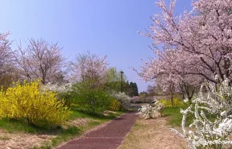 桜名所 平筒沼ふれあい公園の美しい風景 | 宮城県登米市
