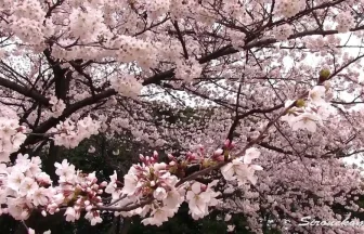 桜を見る会も開催される東京都の新宿御苑 | 東京都新宿区