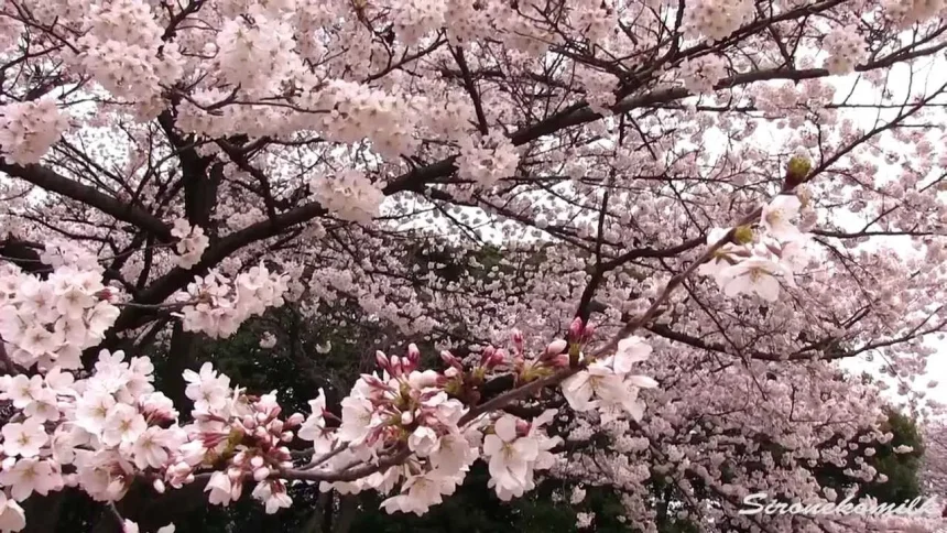 桜を見る会も開催される東京都の新宿御苑 | 東京都新宿区