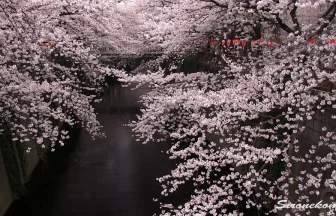 東京の春の風景 目黒川の桜並木 | 東京都目黒区