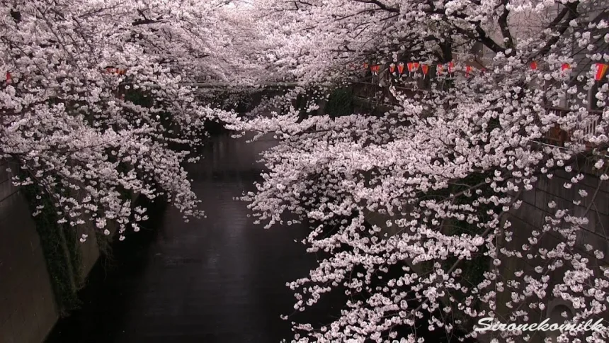東京の春の風景 目黒川の桜並木 | 東京都目黒区
