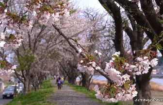 最期の桜祭り 気仙沼大川の桜並木 | 宮城県気仙沼市