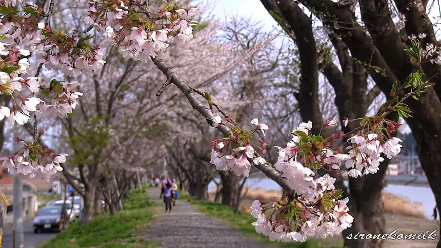 最期の桜祭り 気仙沼大川の桜並木 | 宮城県気仙沼市